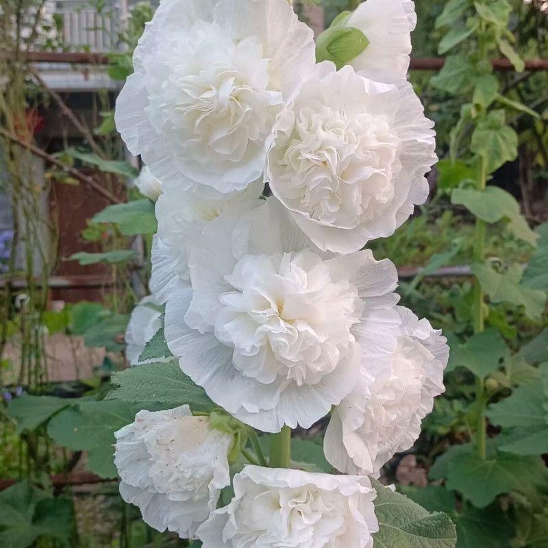 Hollyhock Seeds