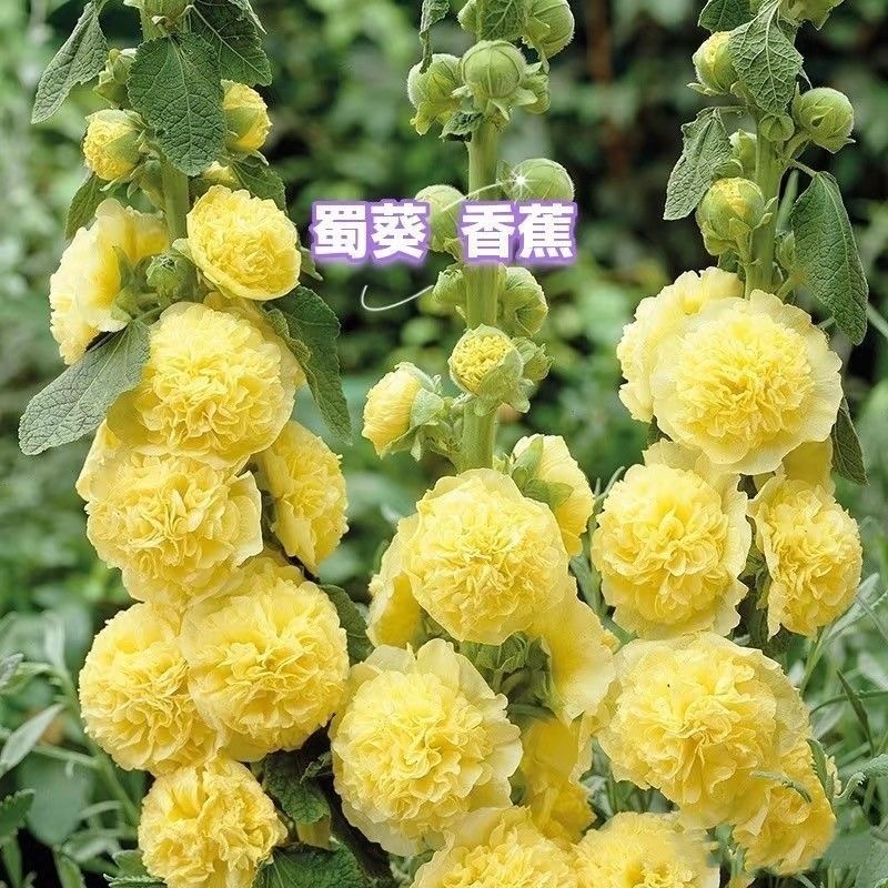 Hollyhock Seeds Color mixing