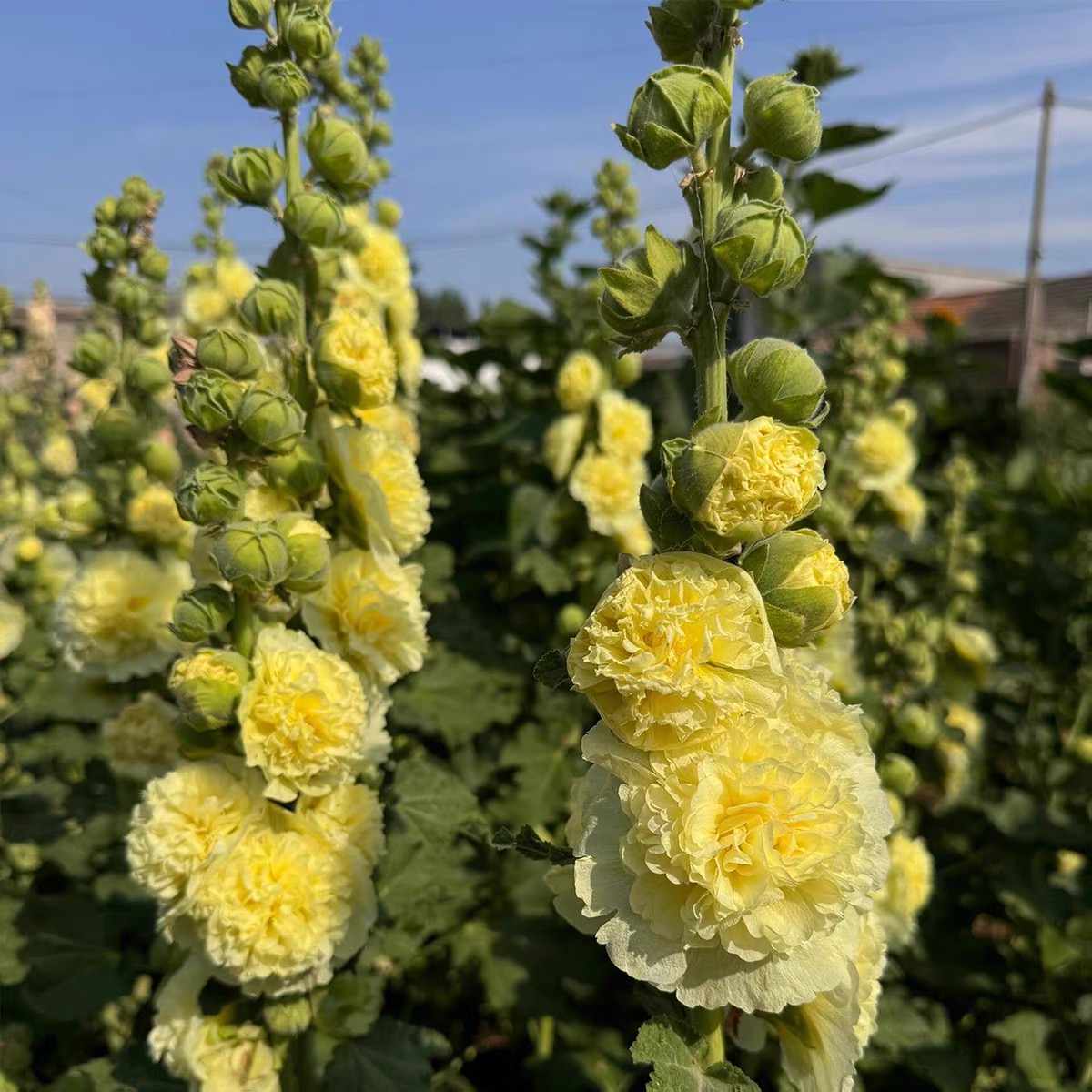 Hollyhock Seeds Color Yellow