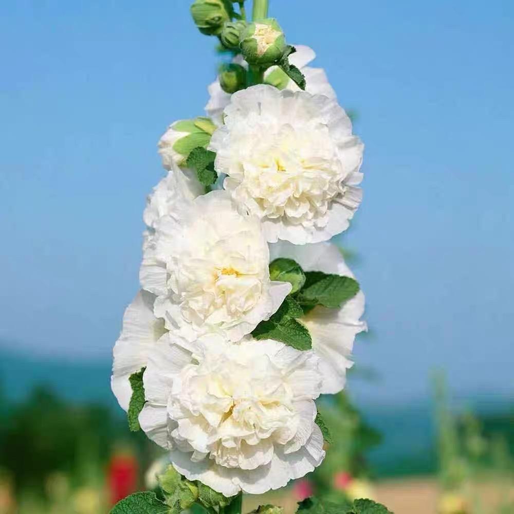 Hollyhock Seeds Color mixing