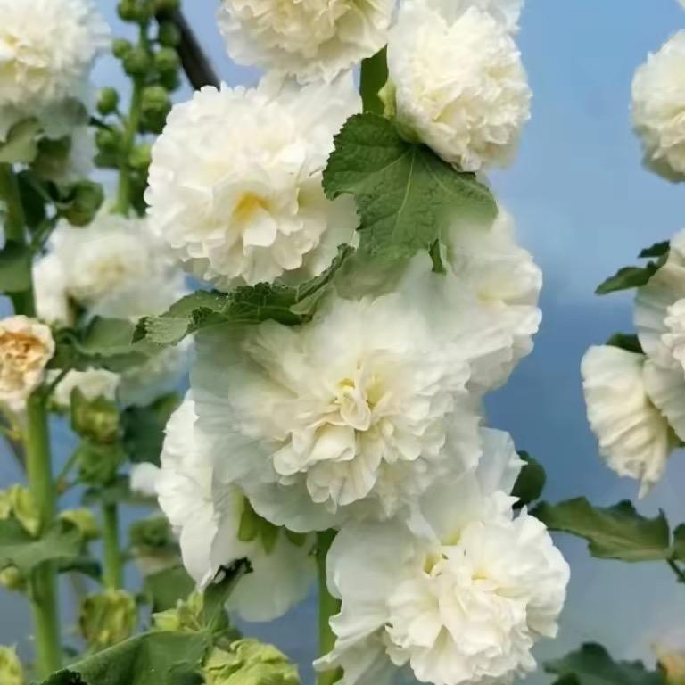 Hollyhock Seeds