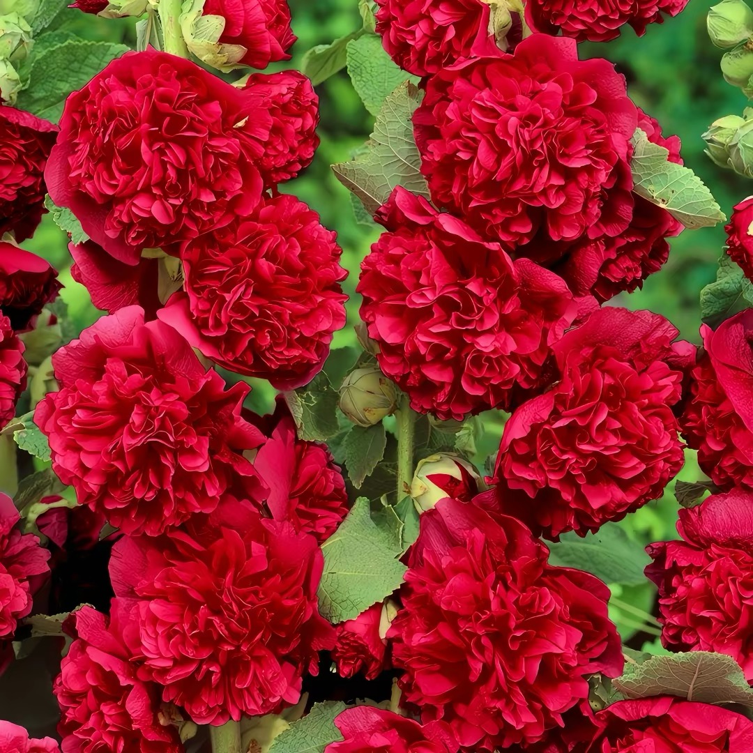 Hollyhock Seeds Color red