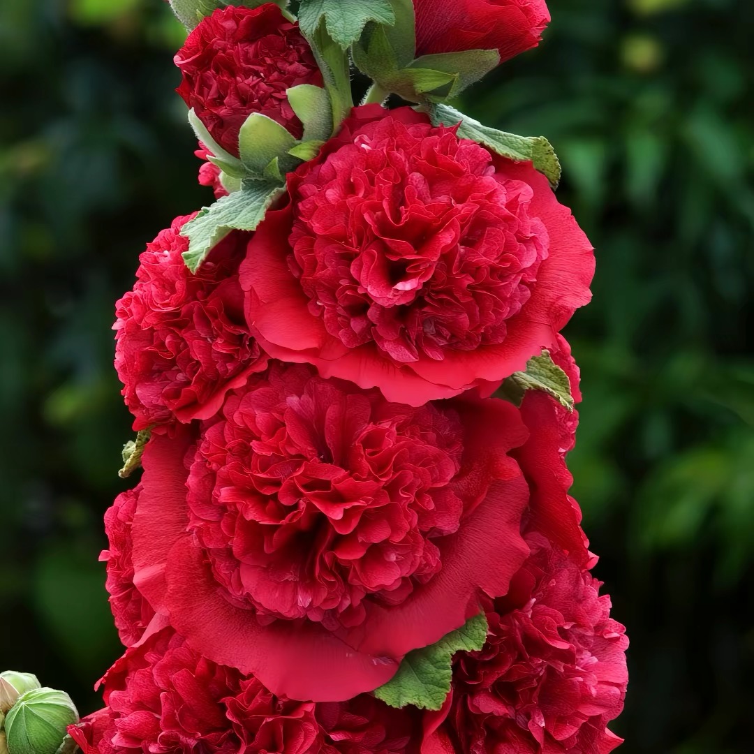Hollyhock Seeds Color mixing
