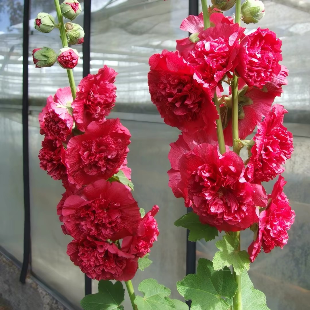 Hollyhock Seeds Color red