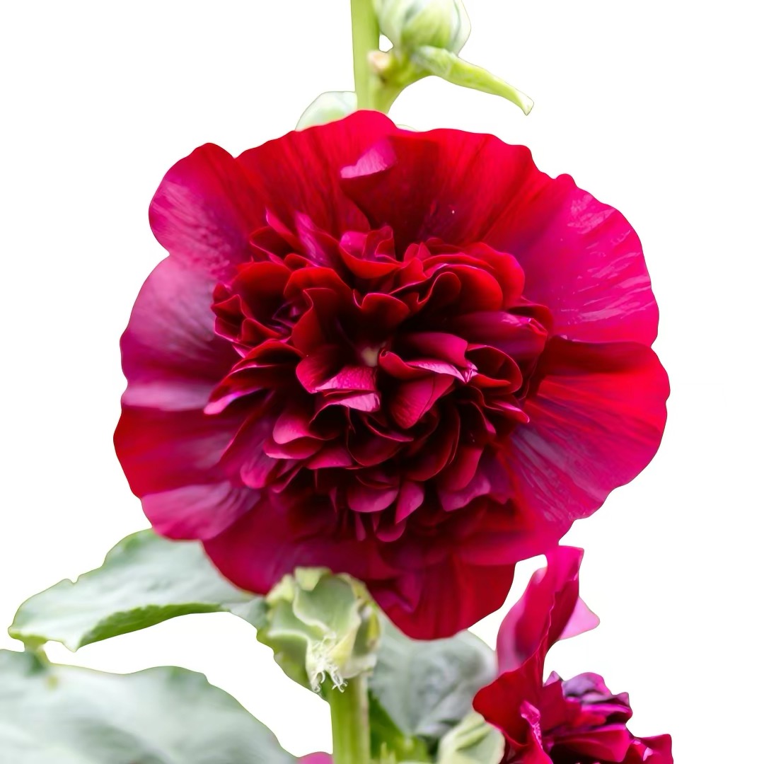 Hollyhock Seeds Color red