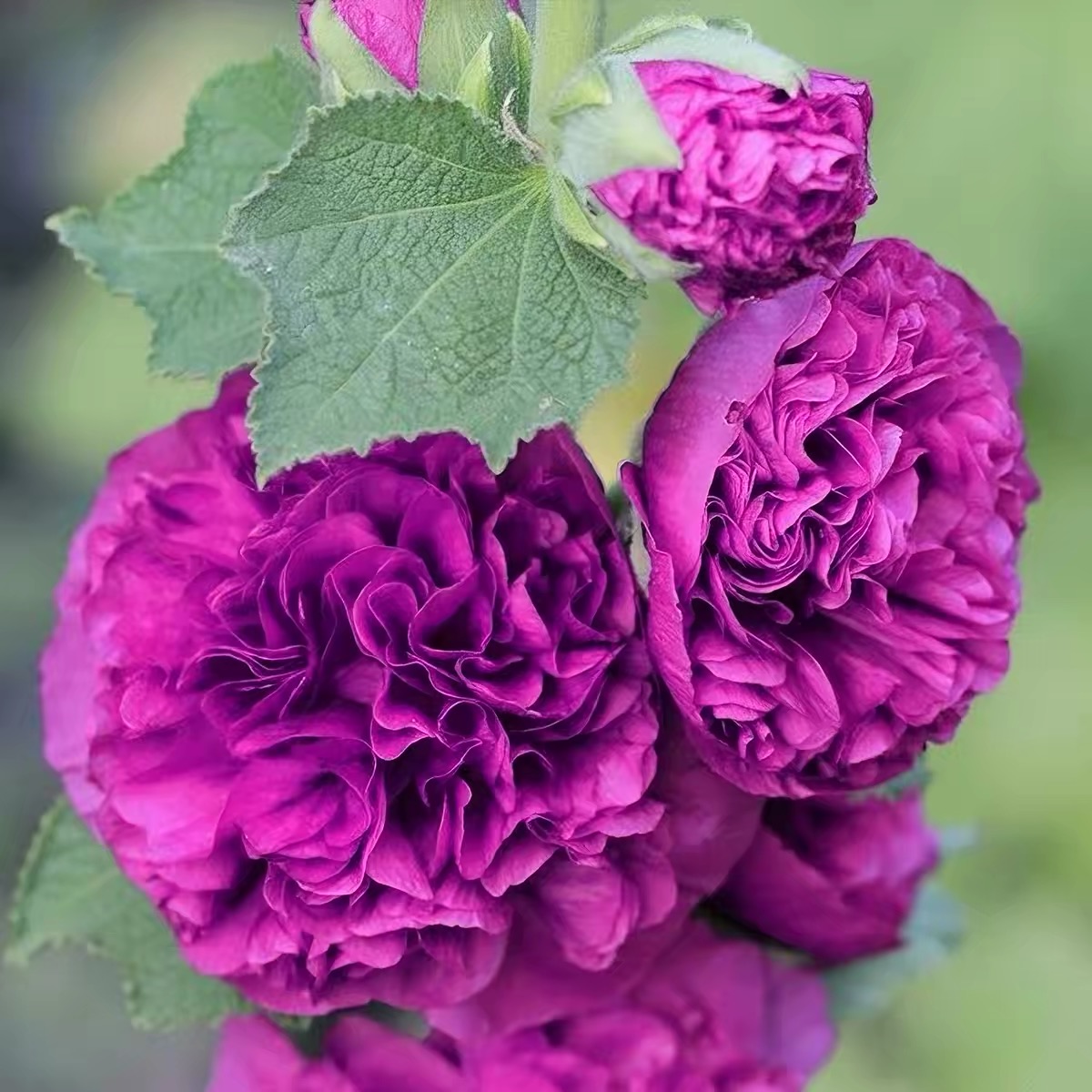 Hollyhock Seeds Color Purple