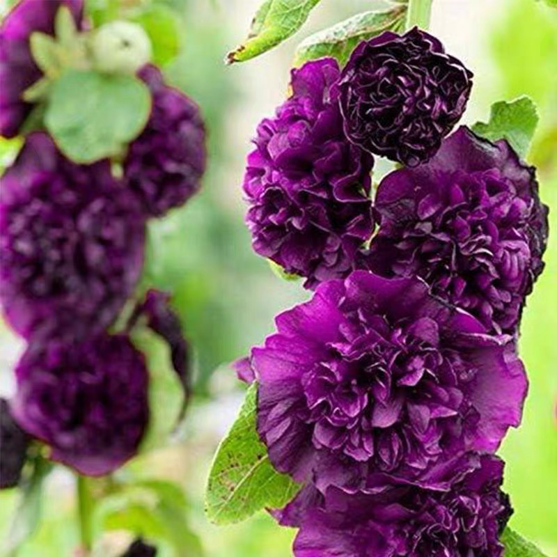 Hollyhock Seeds Color Purple