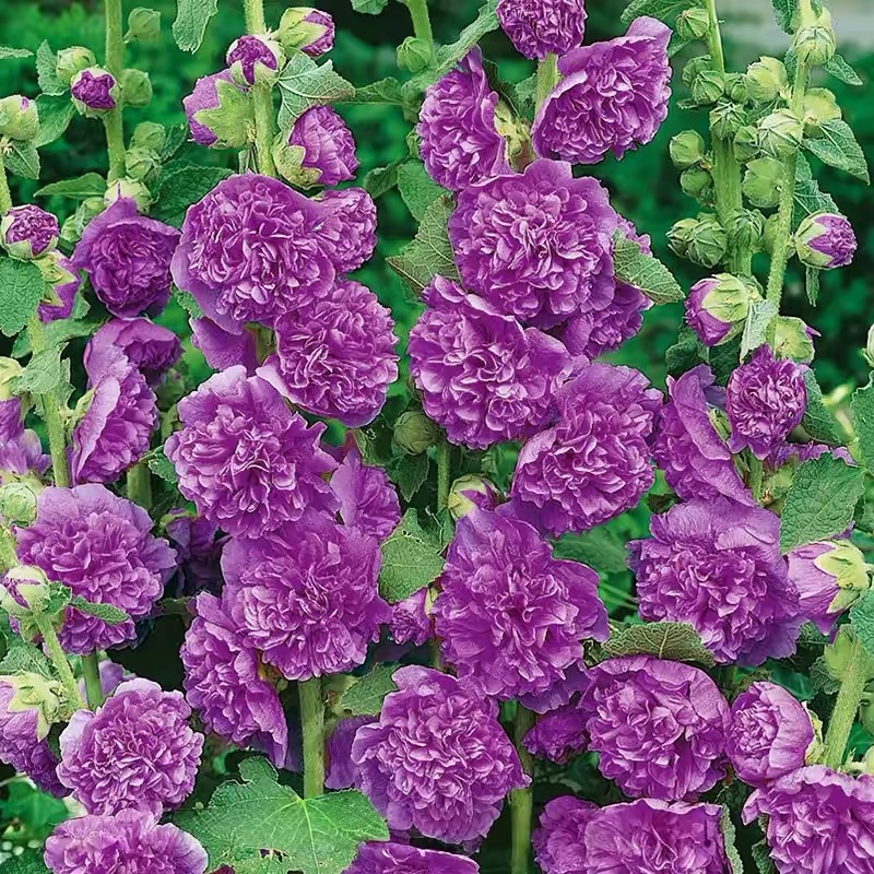 Hollyhock Seeds Color Purple