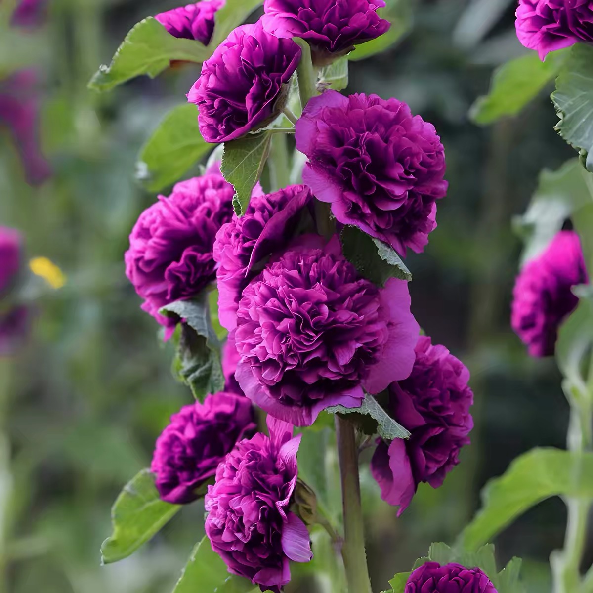 Hollyhock Seeds Color mixing