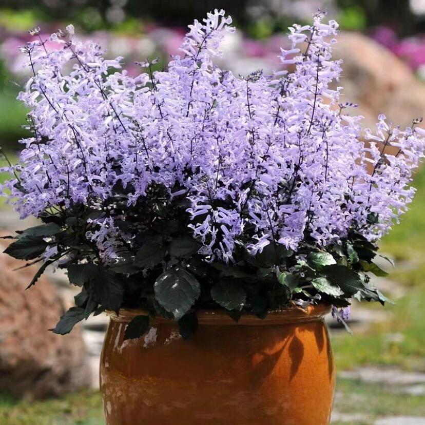 Lavender Seeds in French Purple