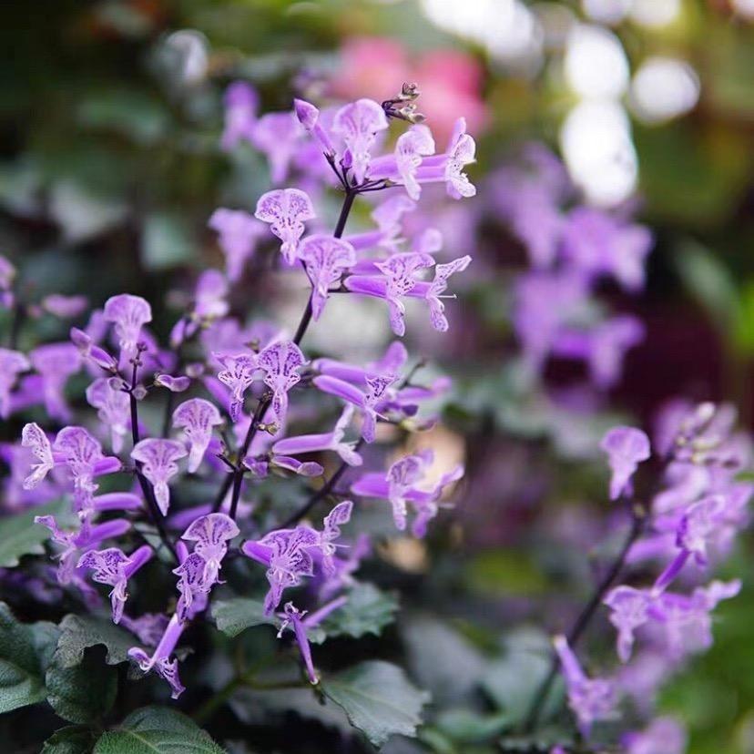 Lavender Seeds