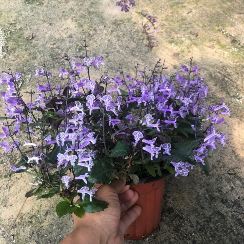 Lavender Seeds in French Purple