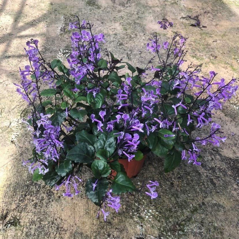 Lavender Seeds in French Purple