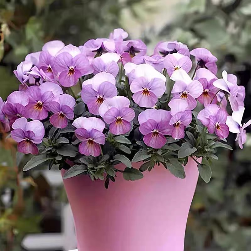 Pansy Seeds (Viola) Color lavender