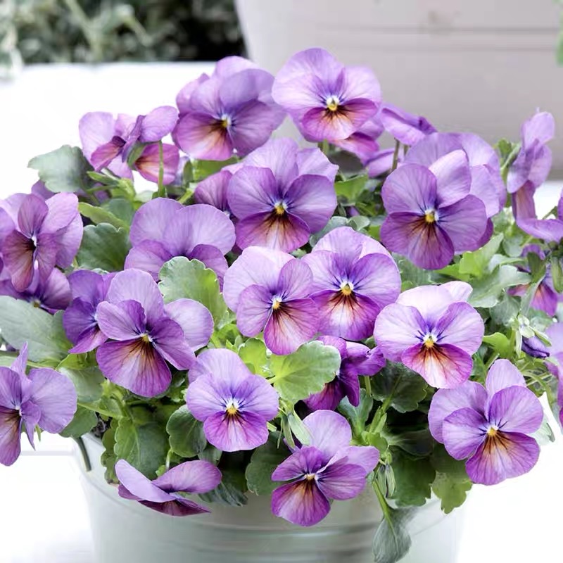 Pansy Seeds (Viola) Color lavender