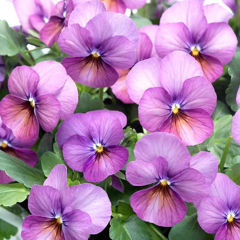 Pansy Seeds (Viola) Color lavender