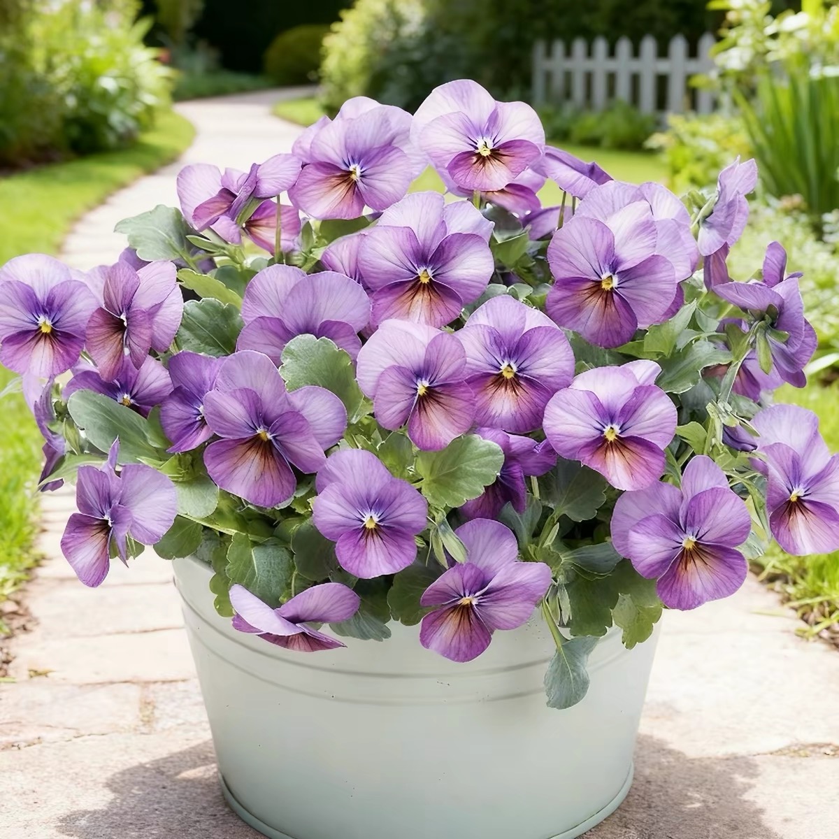 Pansy Seeds (Viola) Color lavender