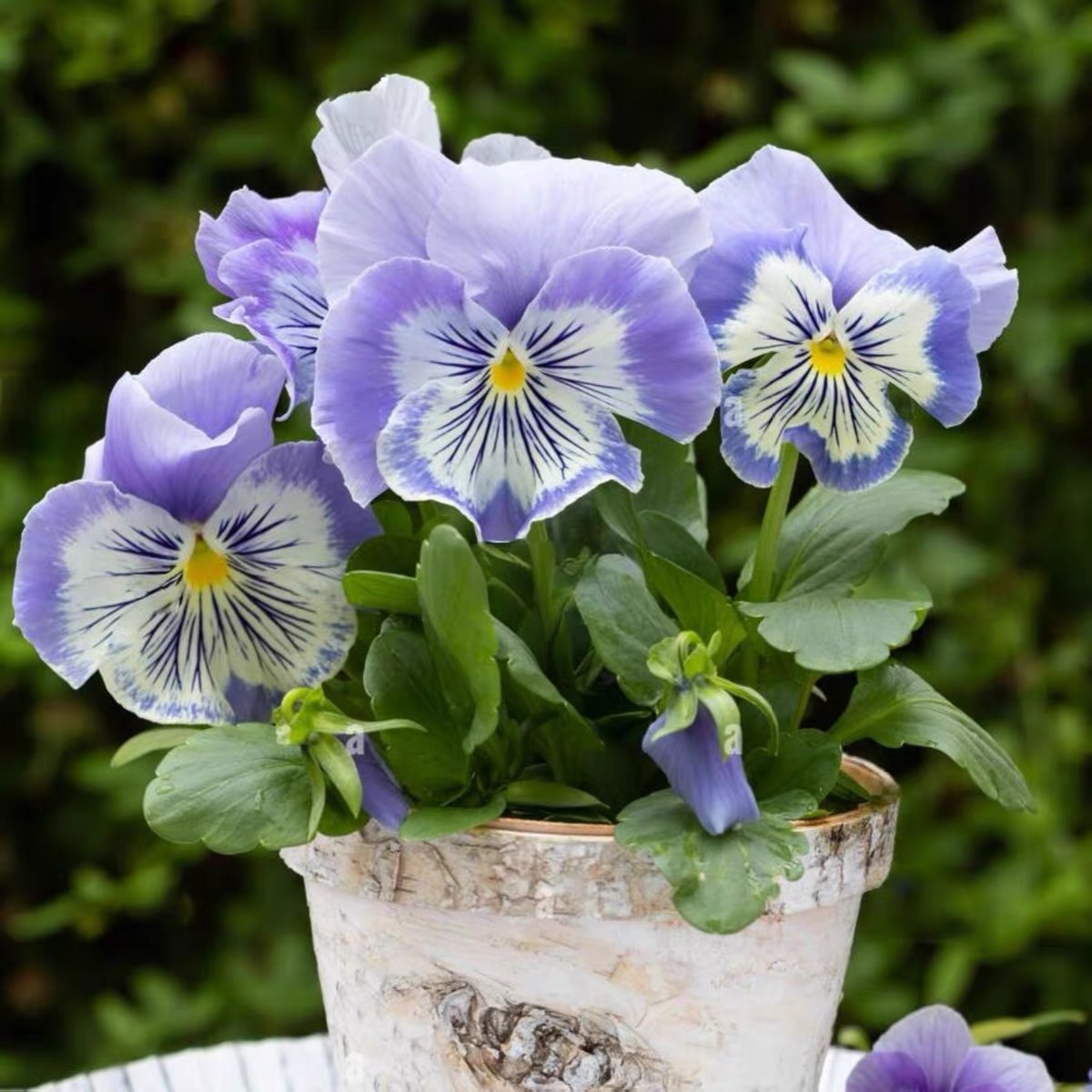 Pansy Seeds (Viola) Color light blue