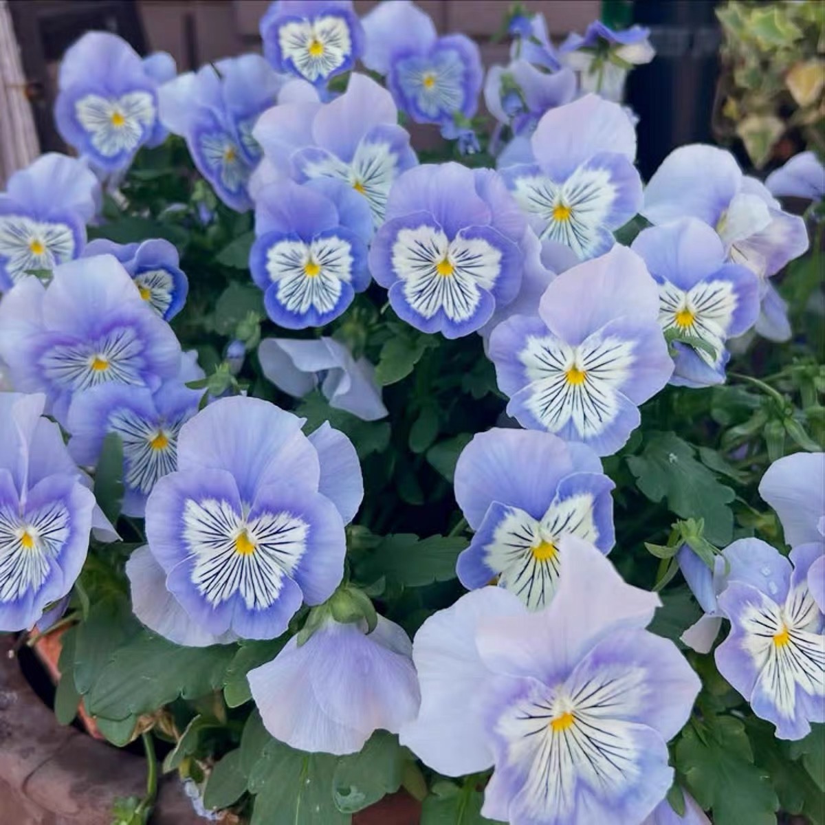 Pansy Seeds (Viola) Color light blue