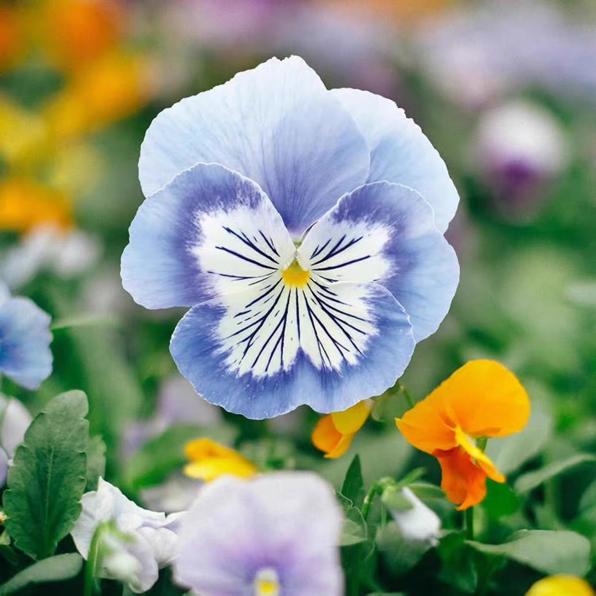 Pansy Seeds (Viola) Color light blue