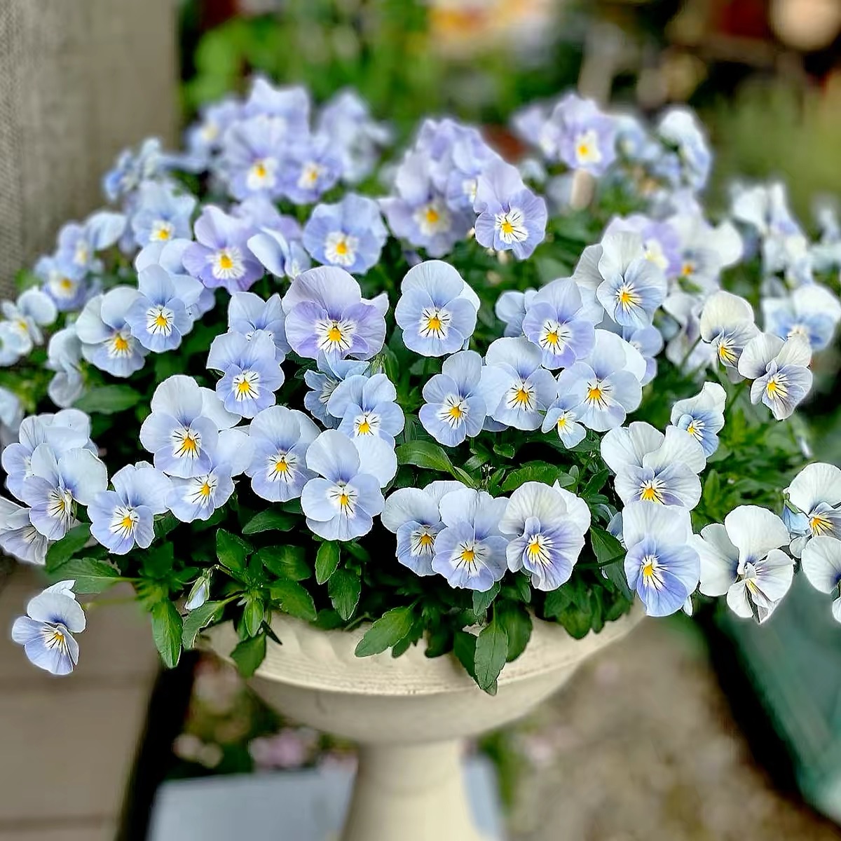 Pansy Seeds (Viola) Color light blue