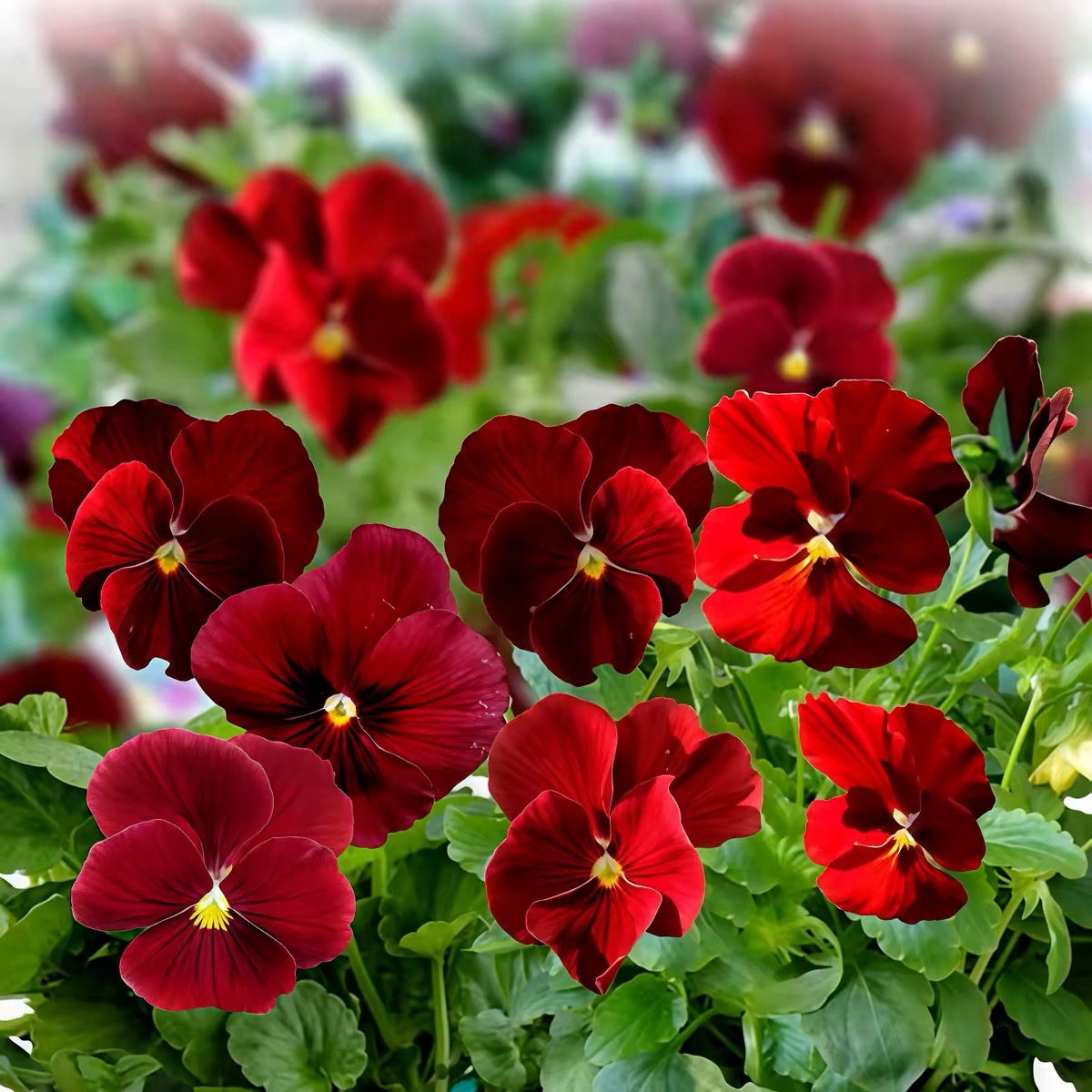 Pansy Seeds (Viola) Color red