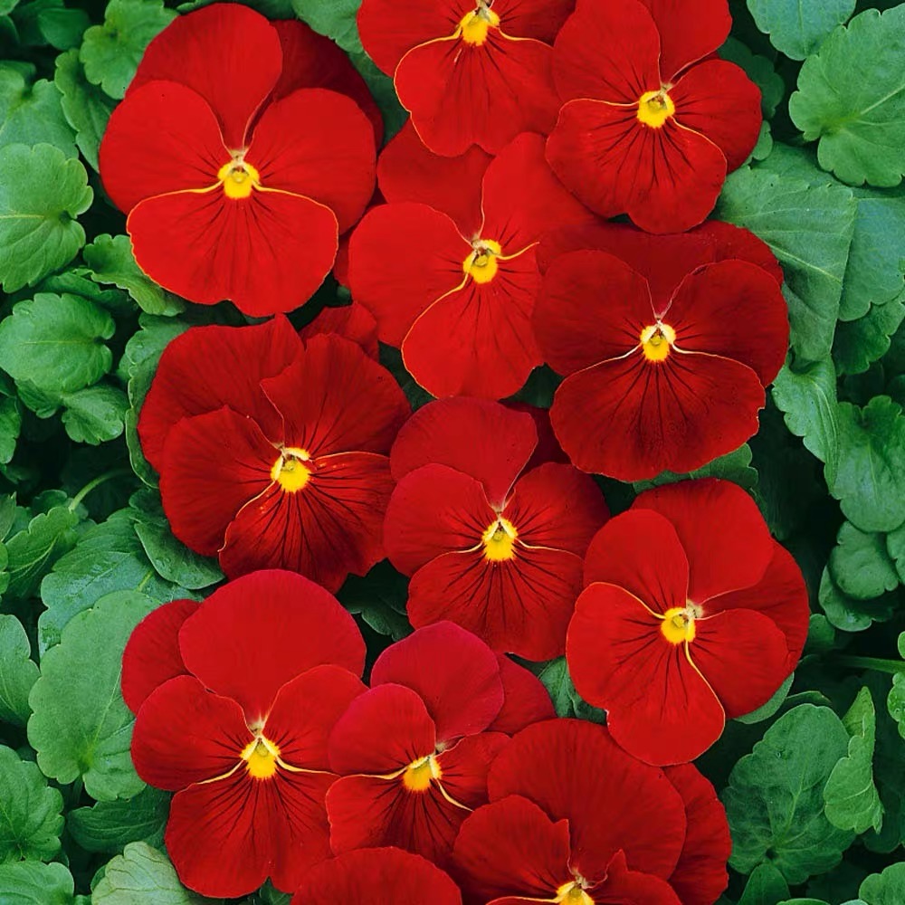 Pansy Seeds (Viola) Color red
