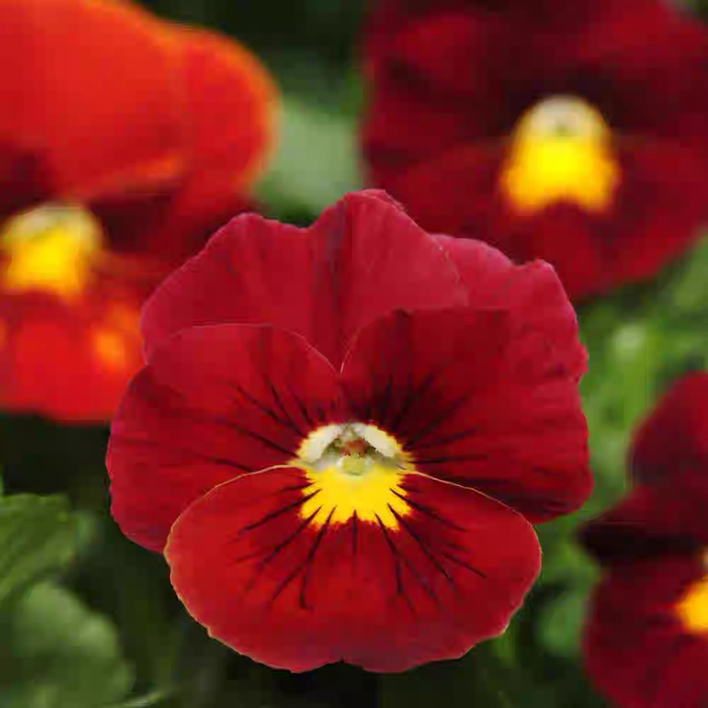 Pansy Seeds (Viola) Color red