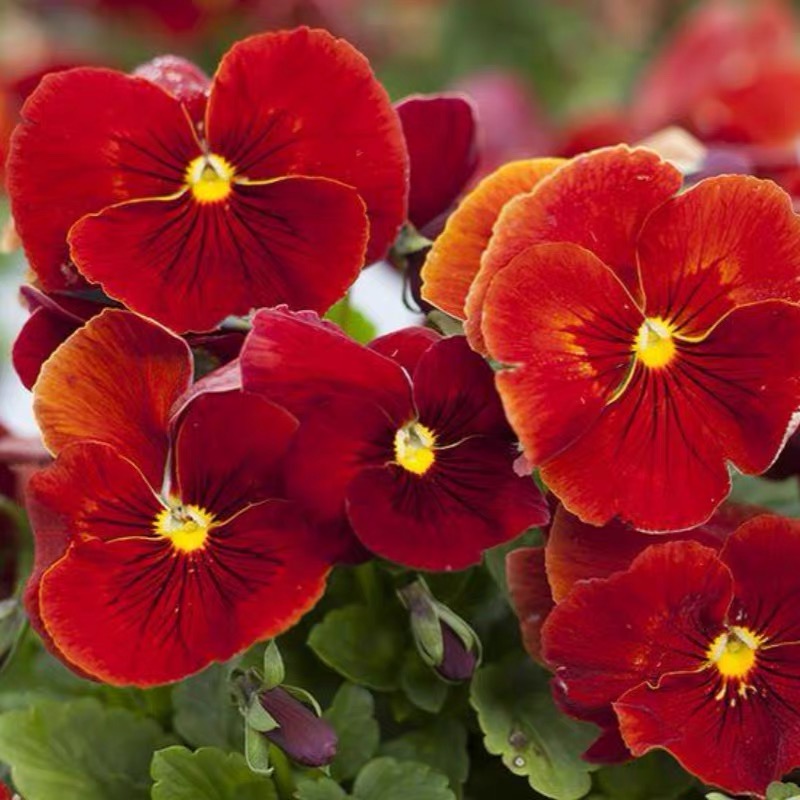 Pansy Seeds (Viola) Color red
