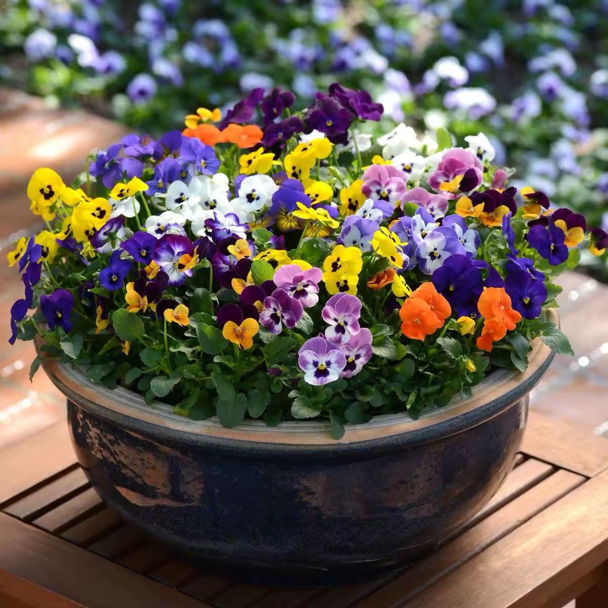 Pansy Seeds (Viola) Color mixing