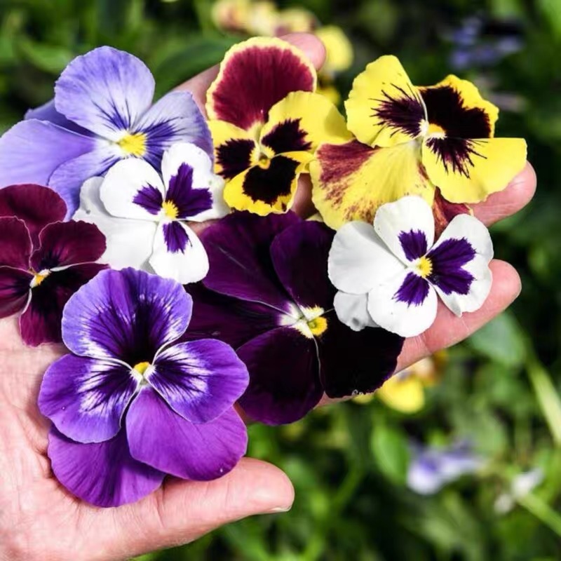 Pansy Seeds (Viola) Color mixing