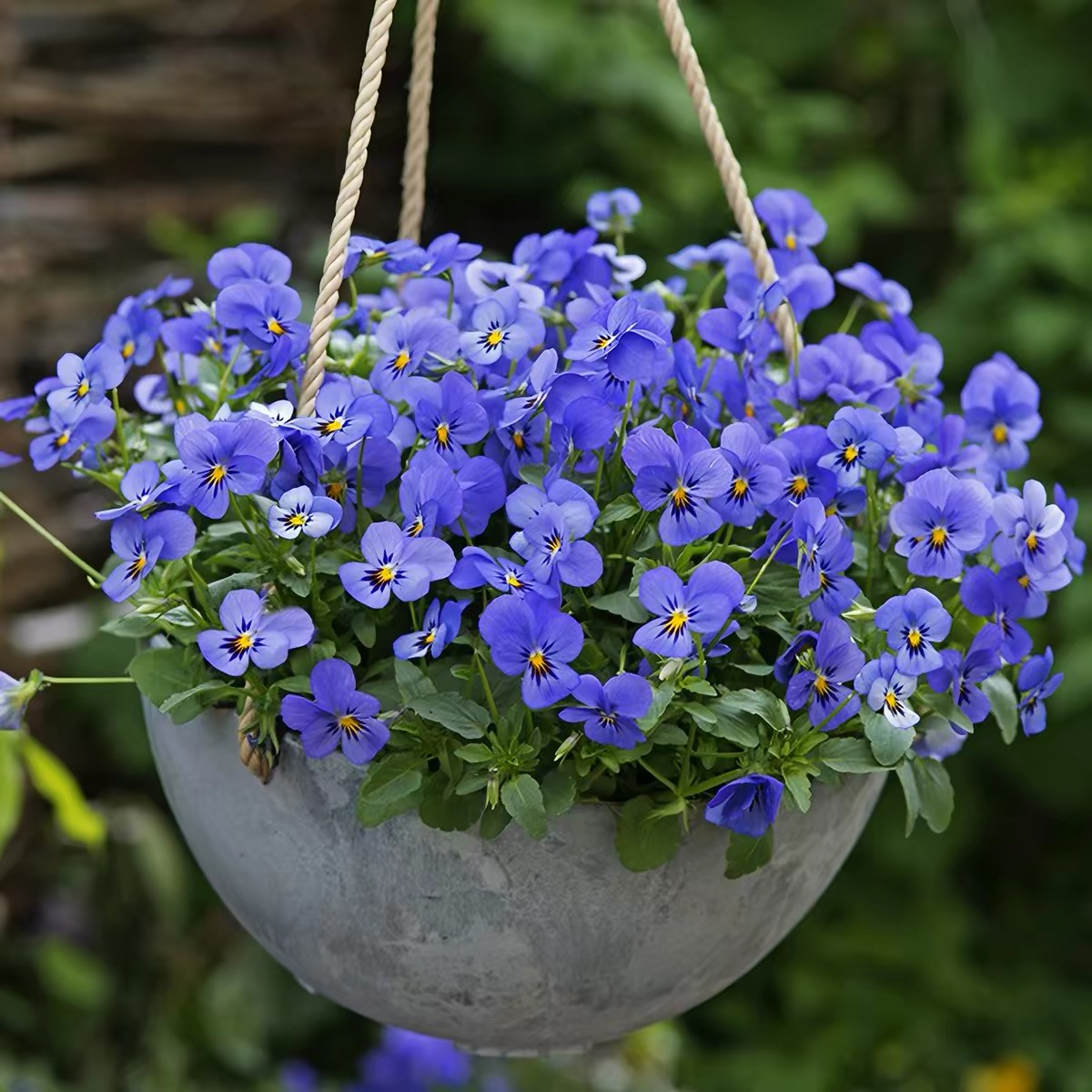 Pansy Seeds (Viola) Color Deep Blue
