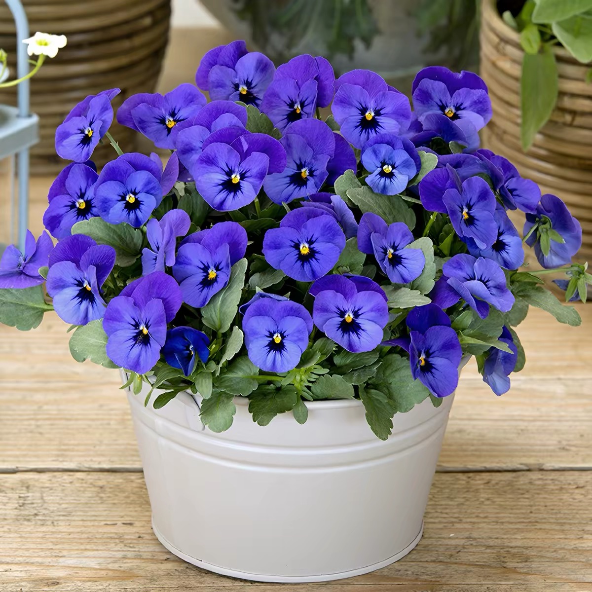 Pansy Seeds (Viola) Color Deep Blue