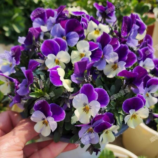 Pansy Seeds (Viola) Color Purple