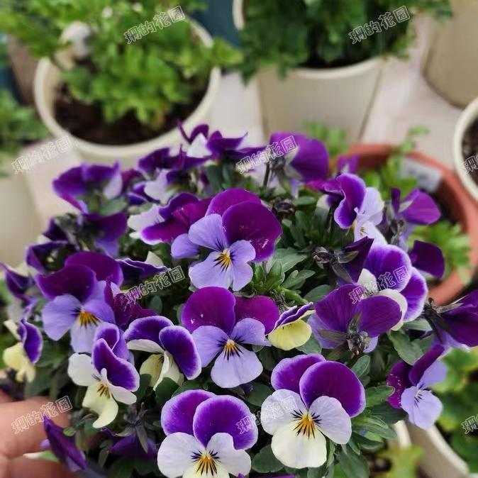Pansy Seeds (Viola) Color Purple