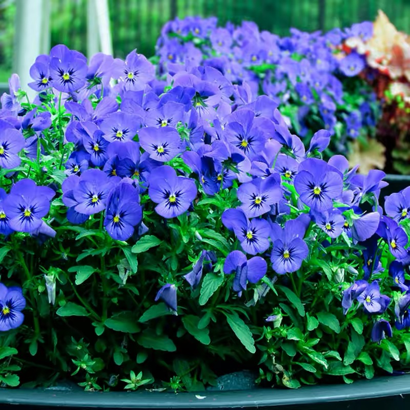 Pansy Seeds (Viola) Color Deep Blue