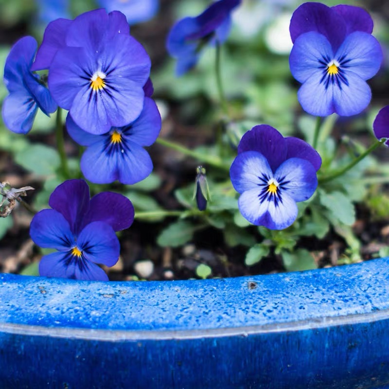 Pansy Seeds (Viola) Color Deep Blue
