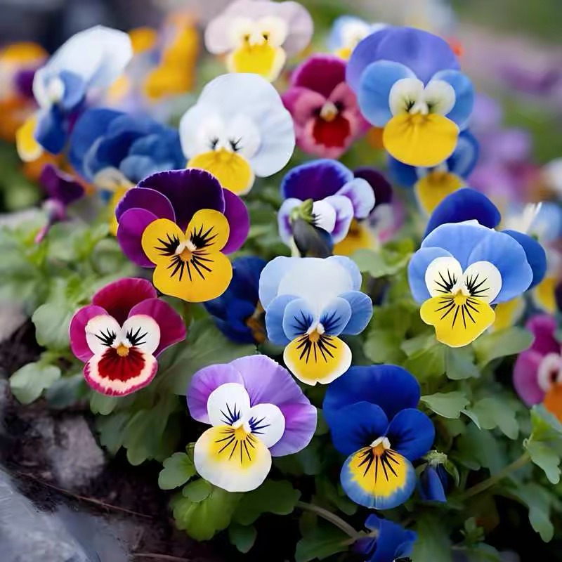 Pansy Seeds (Viola) Color mixing