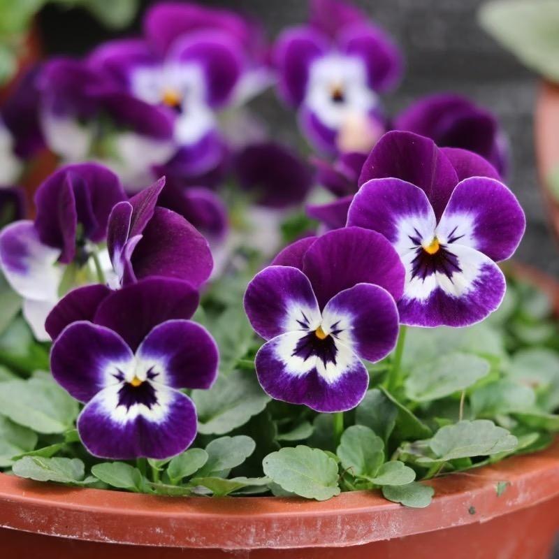 Pansy Seeds (Viola) Color Purple