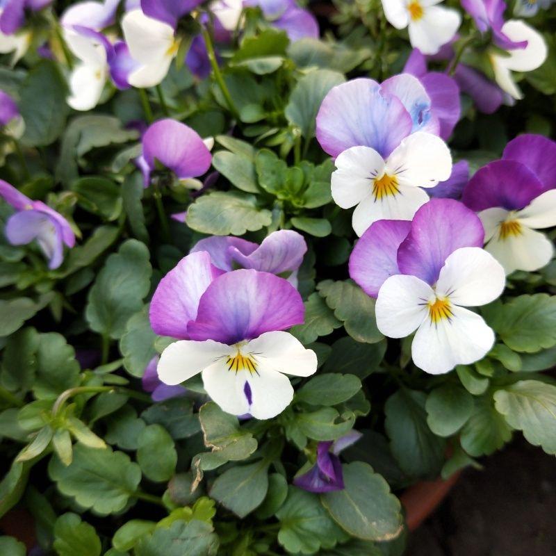 Pansy Seeds (Viola) Color Purple