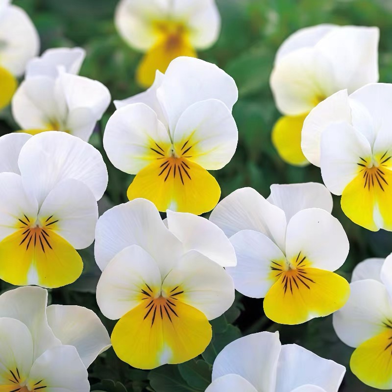 Pansy Seeds (Viola) Color yellowish-white