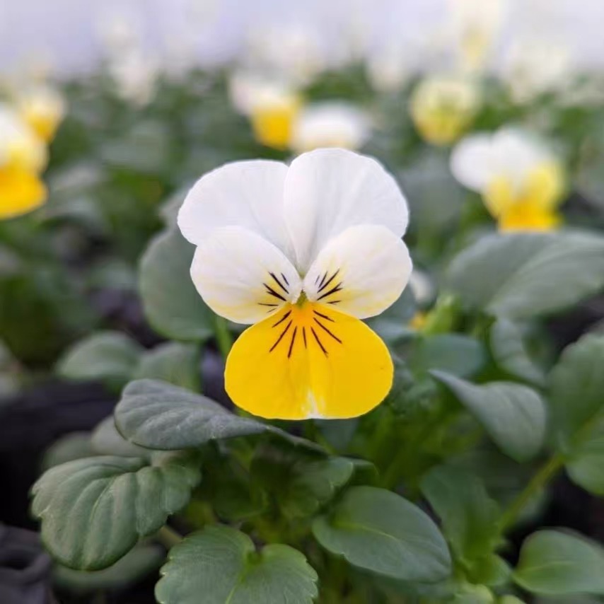 Pansy Seeds (Viola) Color yellowish-white