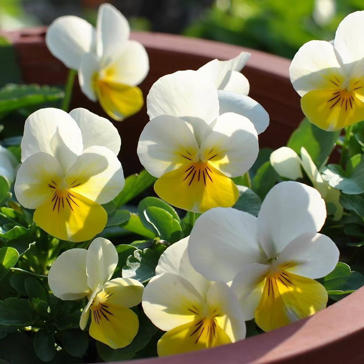 Pansy Seeds (Viola) Color yellowish-white