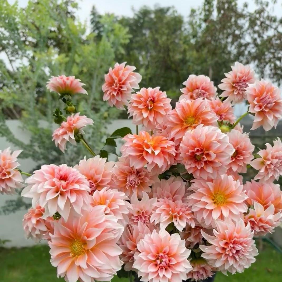 Dahlia seeds Color pink