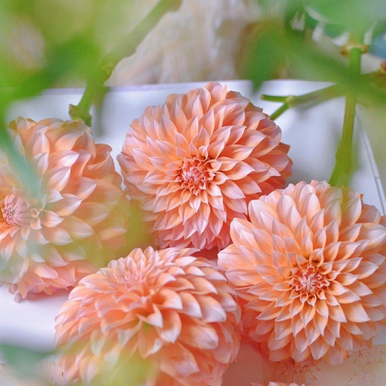 Dahlia seeds Color pink