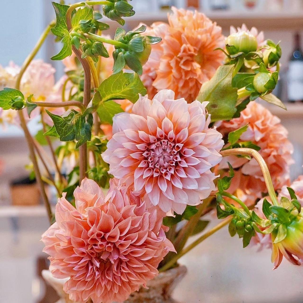Dahlia seeds Color pink