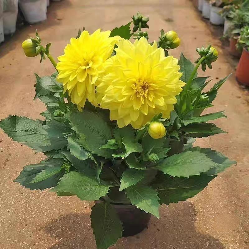 Dahlia seeds Color Yellow