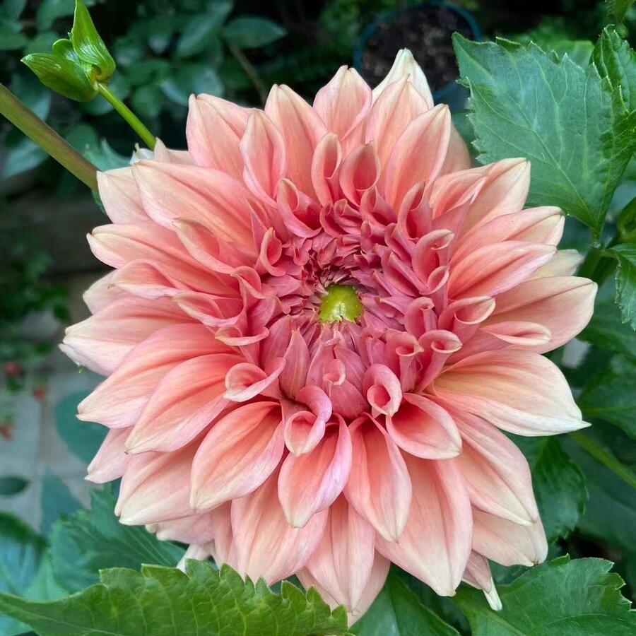 Dahlia seeds Color pink