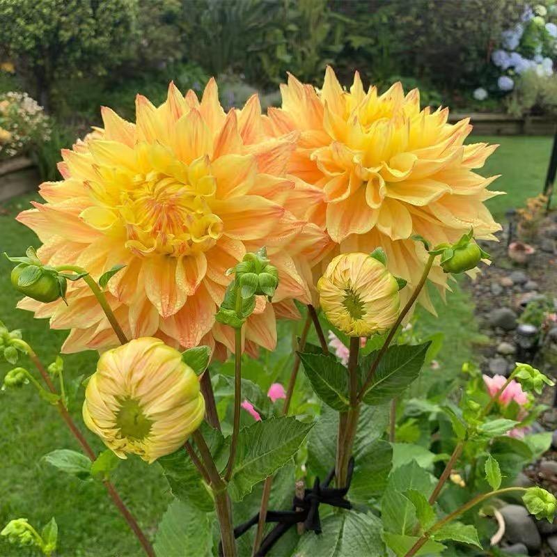 Dahlia seeds Color Yellow
