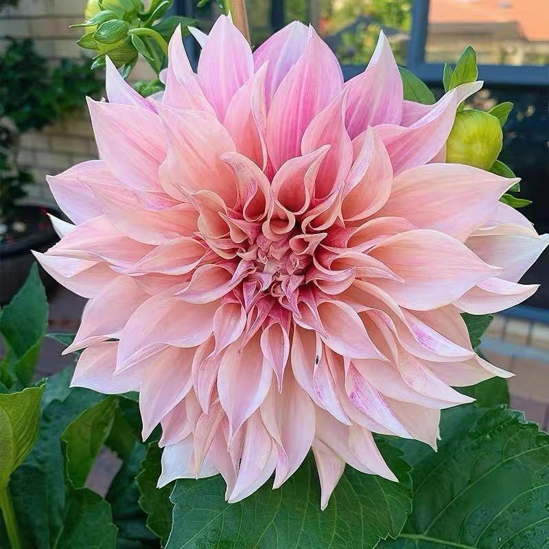 Dahlia seeds Color pink